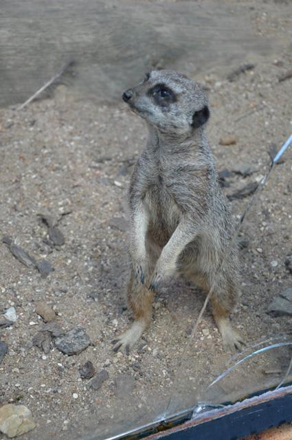 min 2013 07 06 beauval 086
